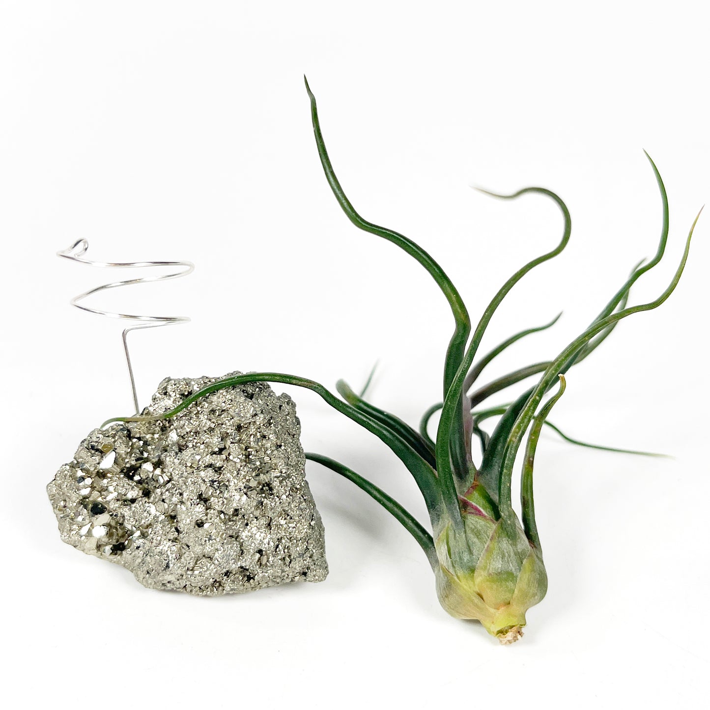 Sculptural Pyrite Air Plant Stand with Tillandsia, Gift Box, Plant Care Guide & Crystal Meaning Card