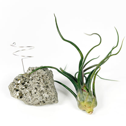 Sculptural Pyrite Air Plant Stand with Tillandsia, Gift Box, Plant Care Guide & Crystal Meaning Card