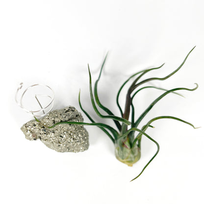 Sculptural Pyrite Air Plant Stand with Tillandsia, Gift Box, Plant Care Guide & Crystal Meaning Card
