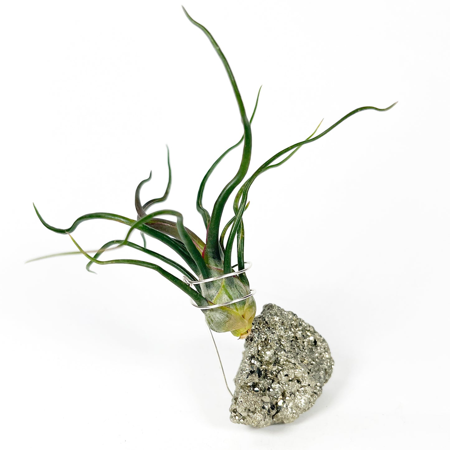 Sculptural Pyrite Air Plant Stand with Tillandsia, Gift Box, Plant Care Guide & Crystal Meaning Card