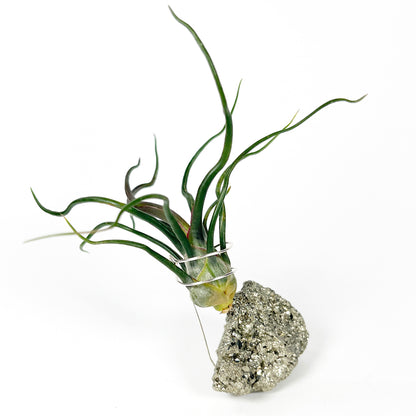 Sculptural Pyrite Air Plant Stand with Tillandsia, Gift Box, Plant Care Guide & Crystal Meaning Card