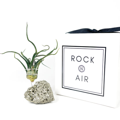 Sculptural Pyrite Air Plant Stand with Tillandsia, Gift Box, Plant Care Guide & Crystal Meaning Card