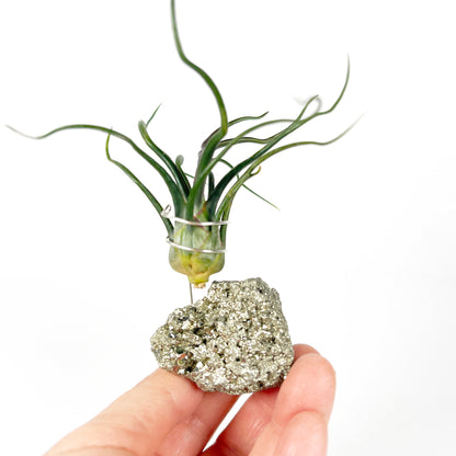 Sculptural Pyrite Air Plant Stand with Tillandsia, Gift Box, Plant Care Guide & Crystal Meaning Card