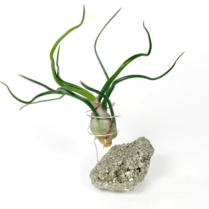 Sculptural Pyrite Air Plant Stand with Tillandsia, Gift Box, Plant Care Guide & Crystal Meaning Card