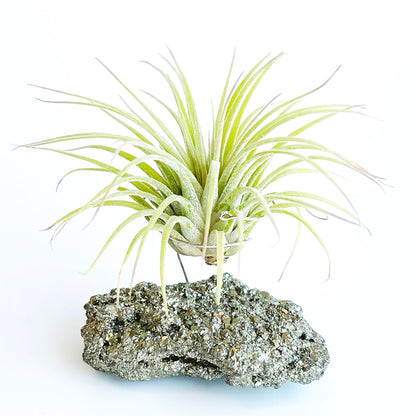 Mother's Day Gift — Small Pyrite Air Plant Holder