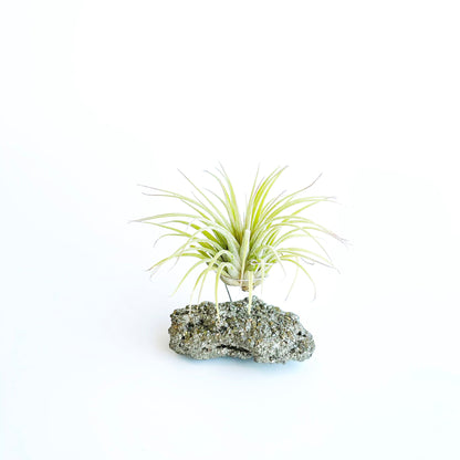 Thank You Gift - Small Pyrite Air Planter