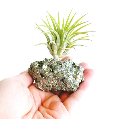 Mother's Day Gift — Small Pyrite Air Plant Holder