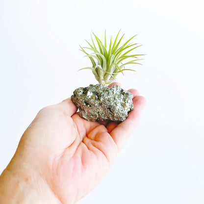 Sympathy Gift - Small Pyrite Air Planter