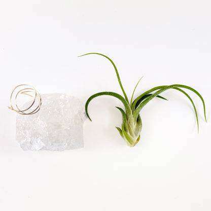 Mother's Day Gift —  Clear Quartz Crystal Air Plant Holder