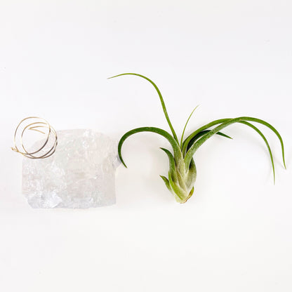 Unique Birthday Day Gift —  Clear Quartz Crystal Air Plant Holder