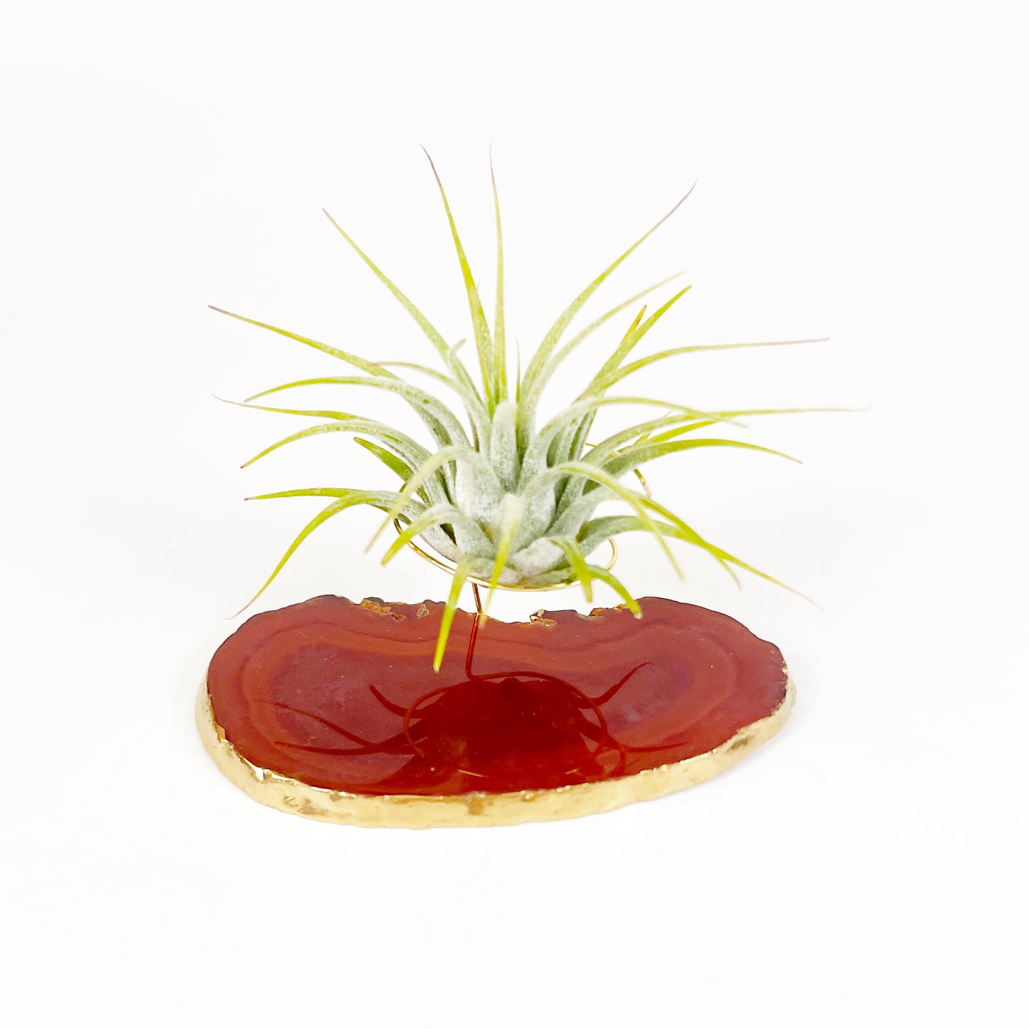 Red Agate Slice Crystal Air Plant Holder - Tillandsia Ionantha Guatemala Plant and Gift Box Included (Copy)
