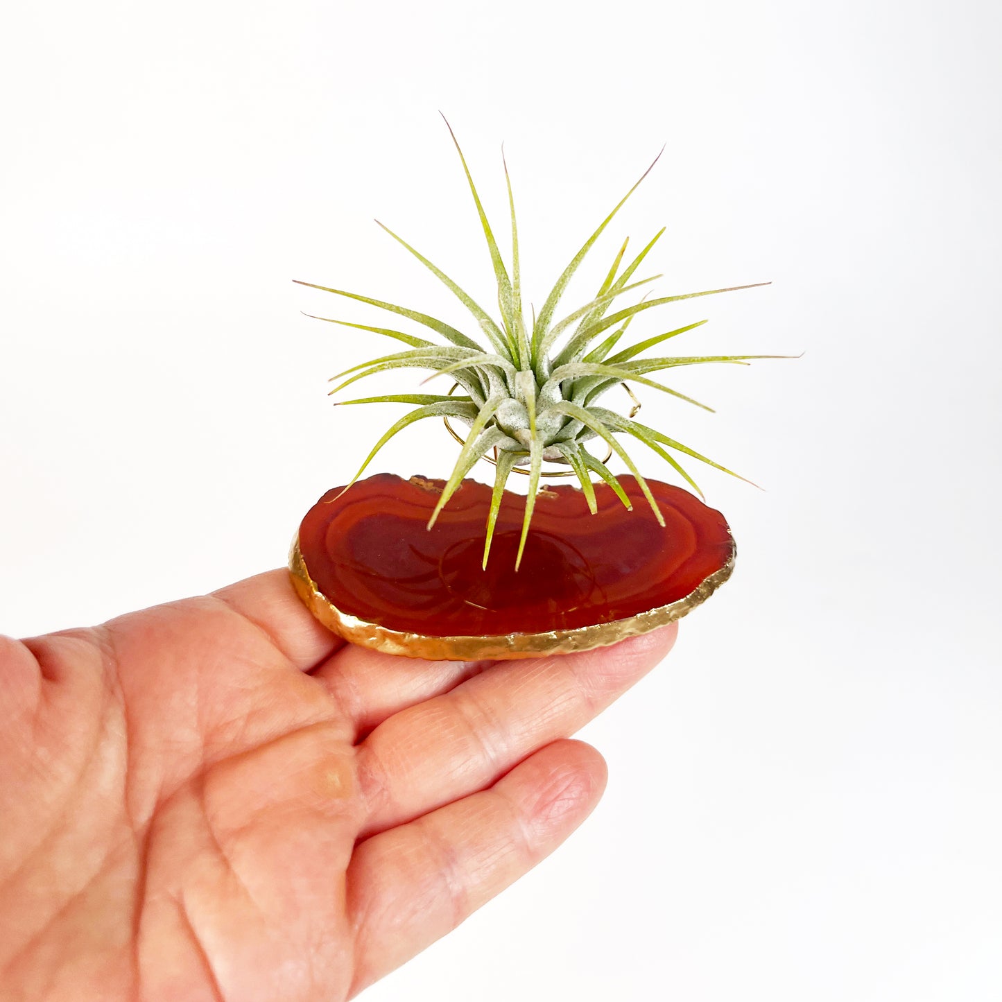 Red Agate Slice Crystal Air Plant Holder - Tillandsia Ionantha Guatemala Plant and Gift Box Included (Copy)
