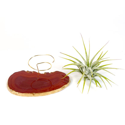 Red Agate Slice Crystal Air Plant Holder - Tillandsia Ionantha Guatemala Plant and Gift Box Included (Copy)