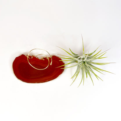 Red Agate Slice Crystal Air Plant Holder - Tillandsia Ionantha Guatemala Plant and Gift Box Included (Copy)