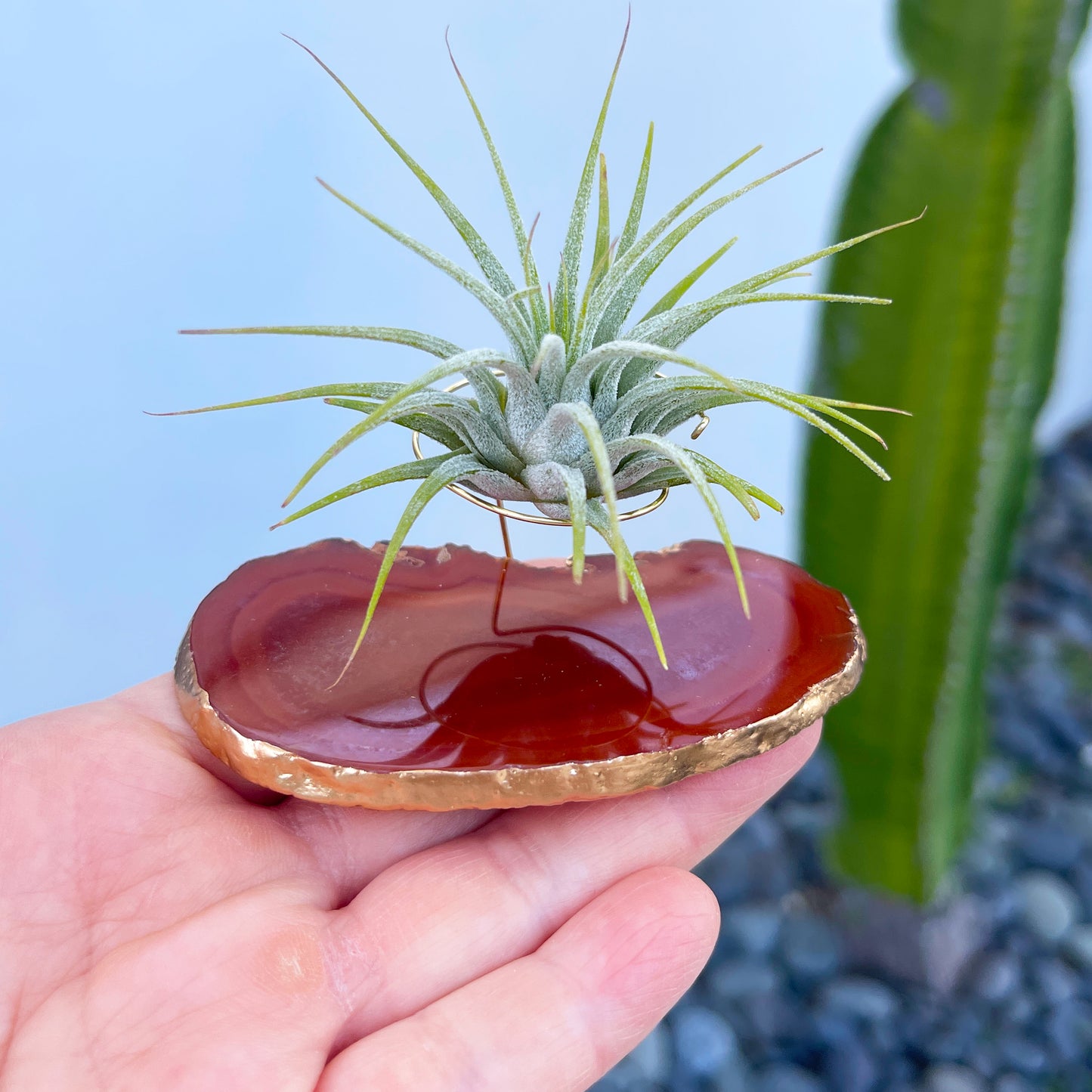 Red Agate Slice Crystal Air Plant Holder - Tillandsia Ionantha Guatemala Plant and Gift Box Included (Copy)