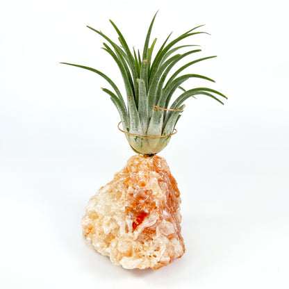 Red Calcite Crystal Air Plant Holder (includes Air Plant and Merry Merry Christmas Gift Box)