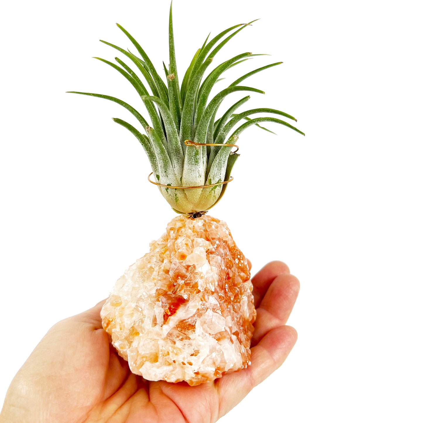 Red Calcite Crystal Air Plant Holder (includes Air Plant and Merry Merry Christmas Gift Box)