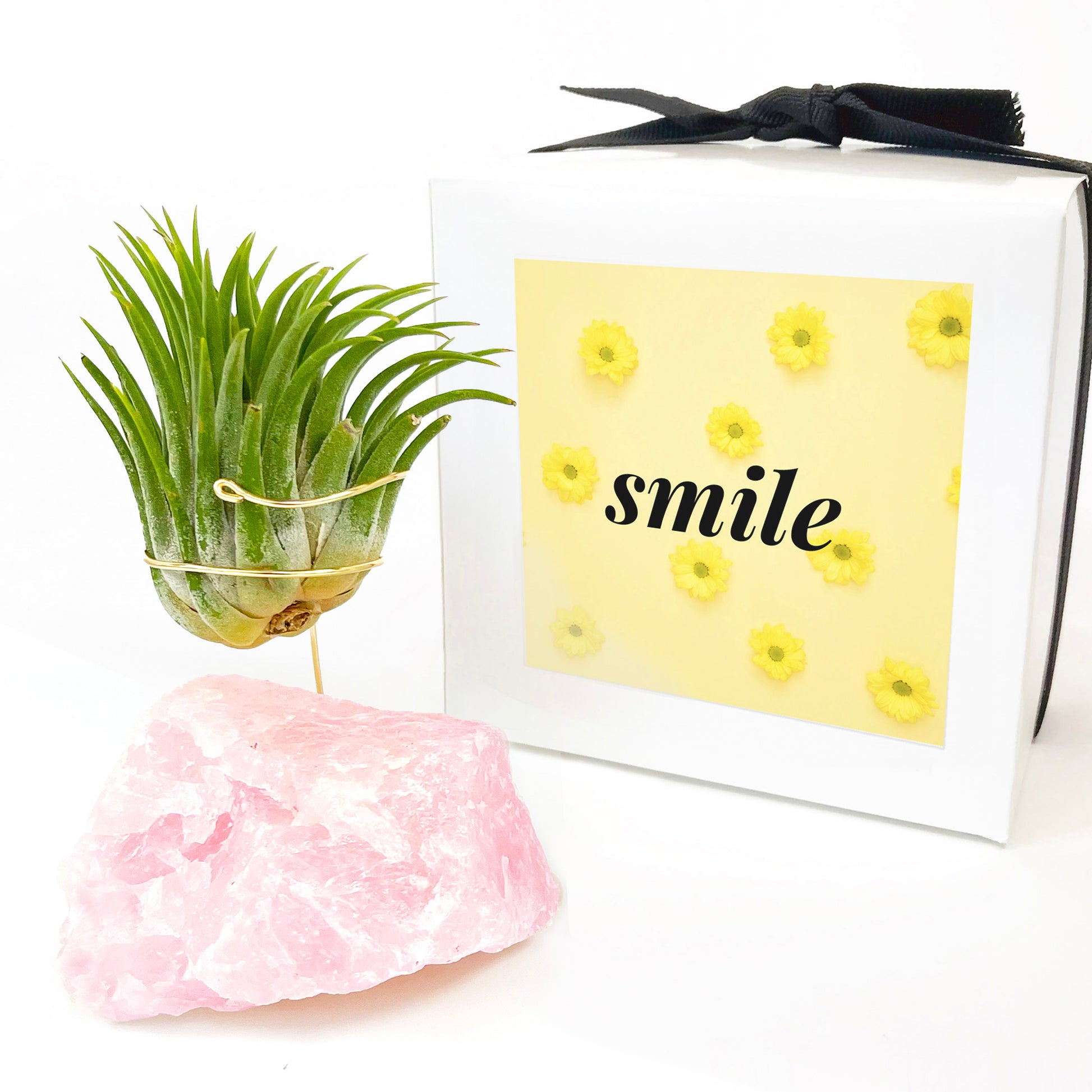 rose quartz air plant Rose Quartz Air Planter