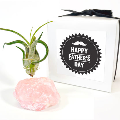 Father's Day Gift — Rose Quartz Air Plant Holder - Caput Medusae Air Plant