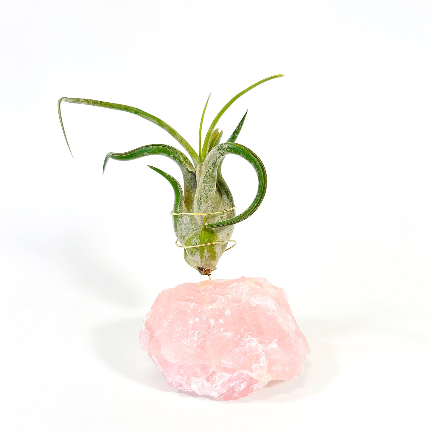 Get Well Gift - Rose Quartz Air Plant Holder - Caput Medusae Air Plant