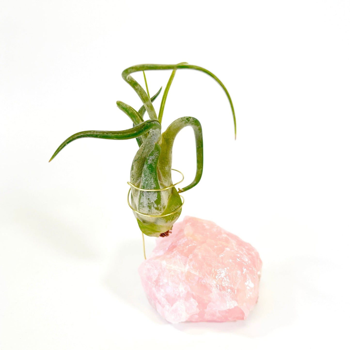 Get Well Gift - Rose Quartz Air Plant Holder - Caput Medusae Air Plant