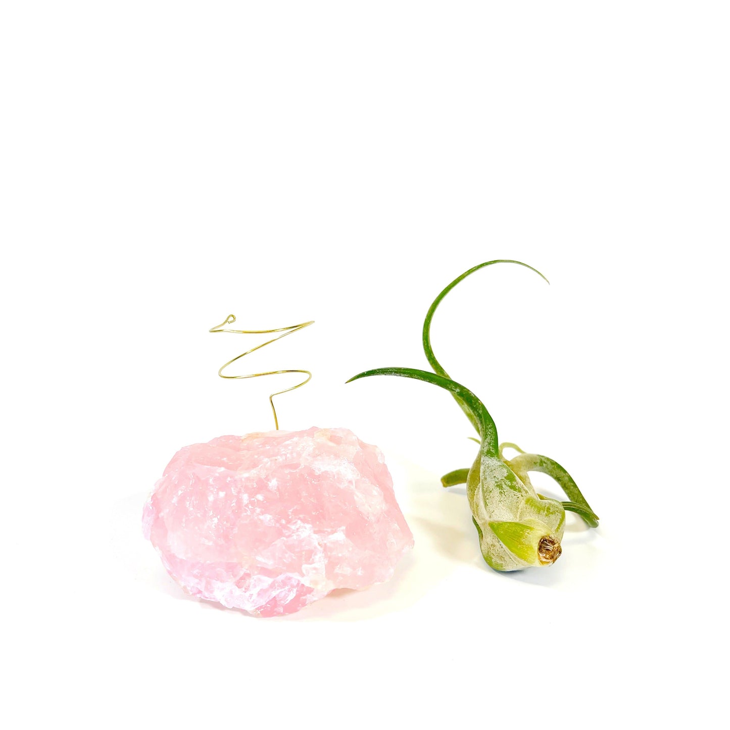 Get Well Gift - Rose Quartz Air Plant Holder - Caput Medusae Air Plant