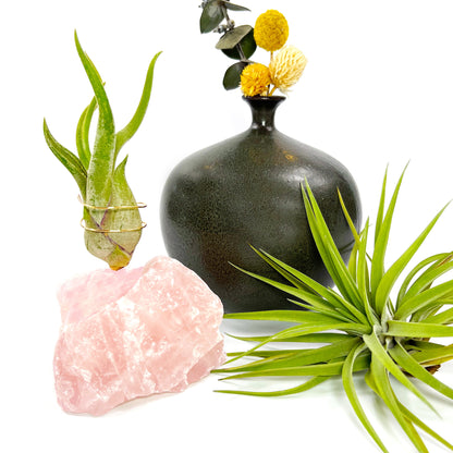 Get Well Gift - Rose Quartz Air Plant Holder - Caput Medusae Air Plant