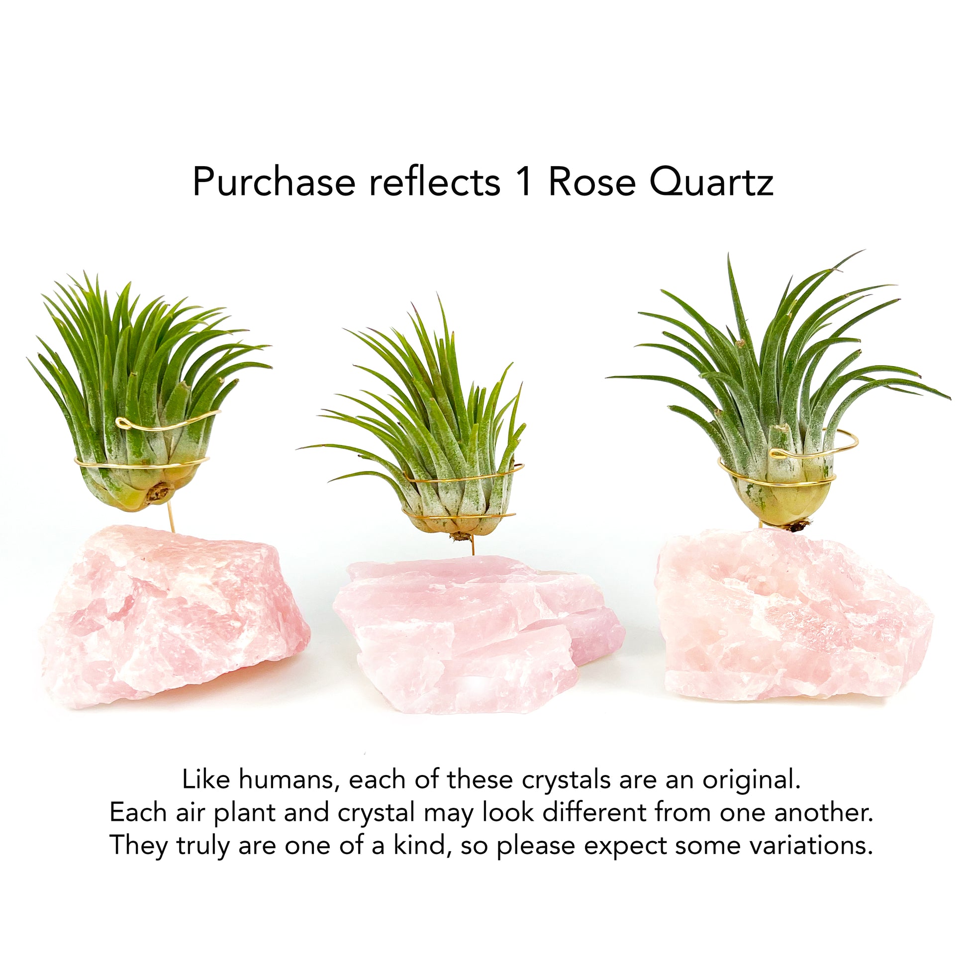 air plants in crystals Rose Quartz Air Planter