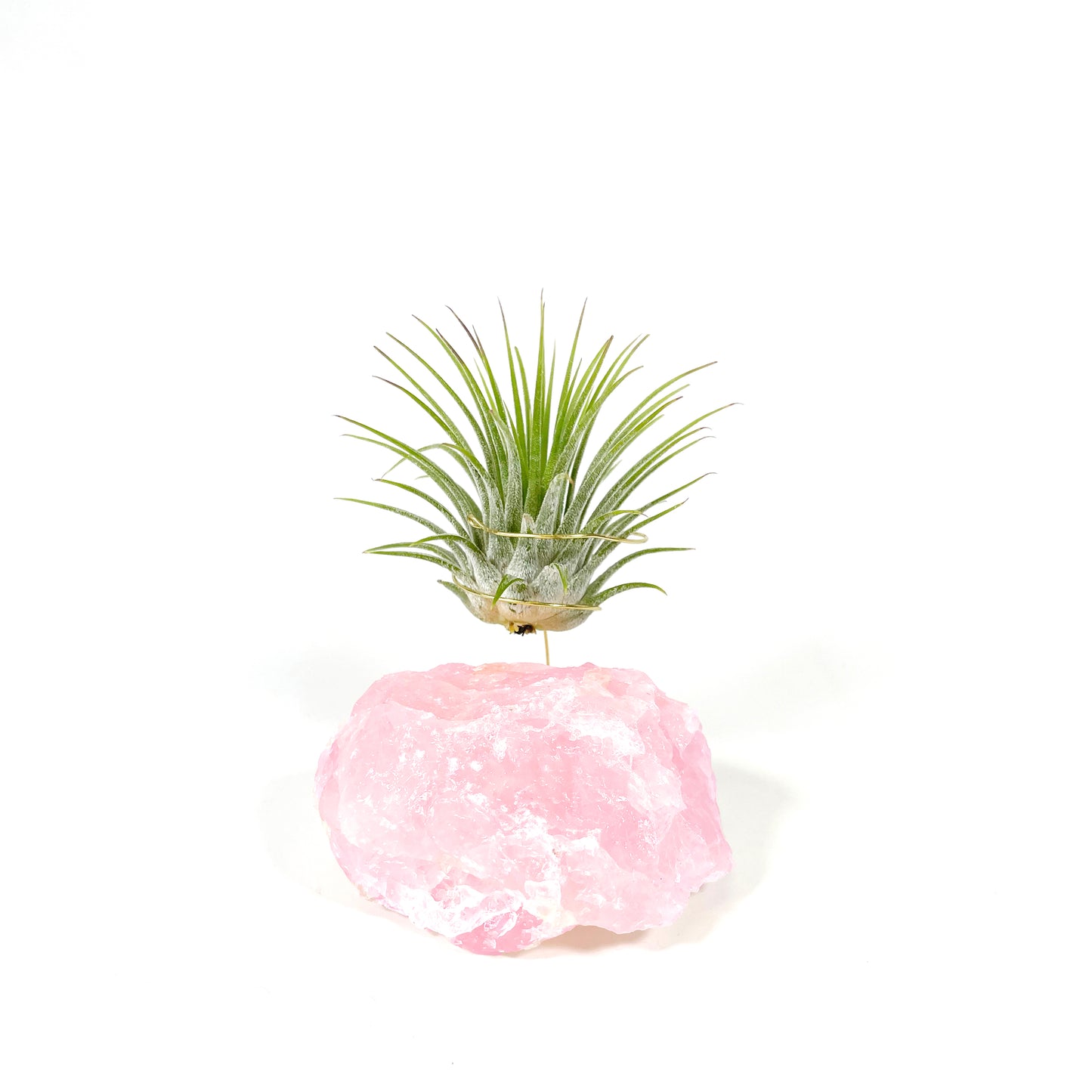 Raw Rose Quartz Air Plant Holder (Tillandsia Ionantha Guatemala)