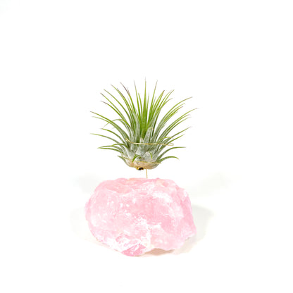 Raw Rose Quartz Air Plant Holder (Tillandsia Ionantha Guatemala)