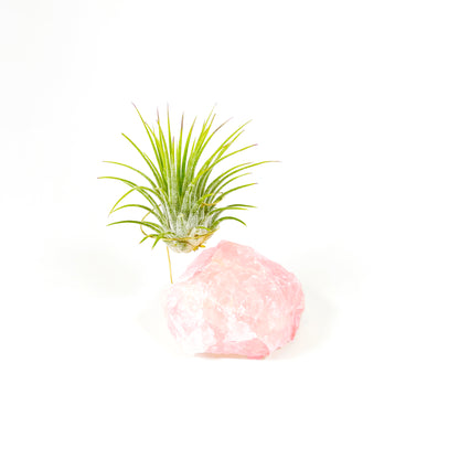 Raw Rose Quartz Air Plant Holder (Tillandsia Ionantha Guatemala)