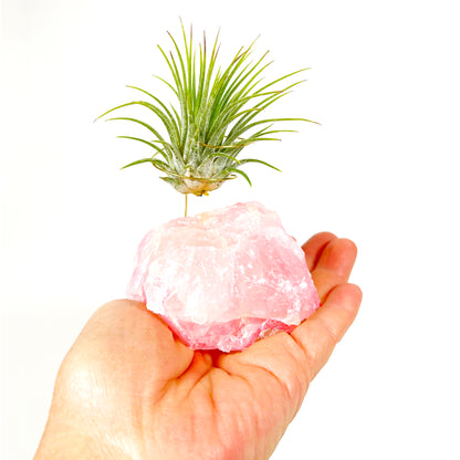 Raw Rose Quartz Air Plant Holder (Tillandsia Ionantha Guatemala)