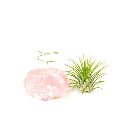 Raw Rose Quartz Air Plant Holder (Tillandsia Ionantha Guatemala)