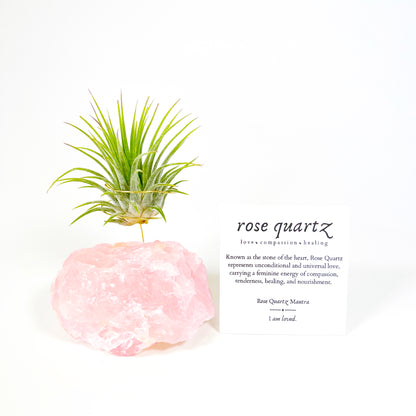 Raw Rose Quartz Air Plant Holder (Tillandsia Ionantha Guatemala)