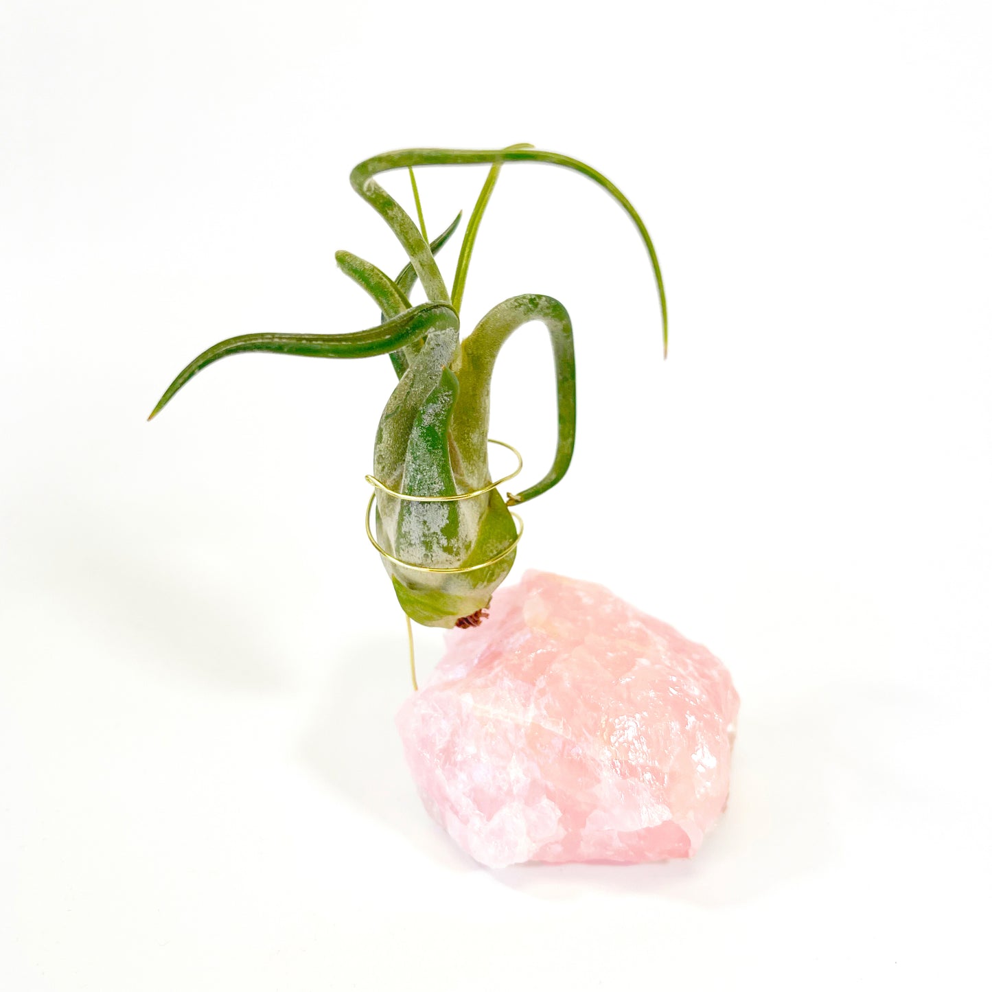 Raw Rose Quartz Air Plant Holder (includes Air Plant and Ho Ho Ho Gift Box)