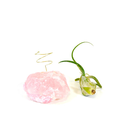 Raw Rose Quartz Air Plant Holder (includes Air Plant and Ho Ho Ho Gift Box)