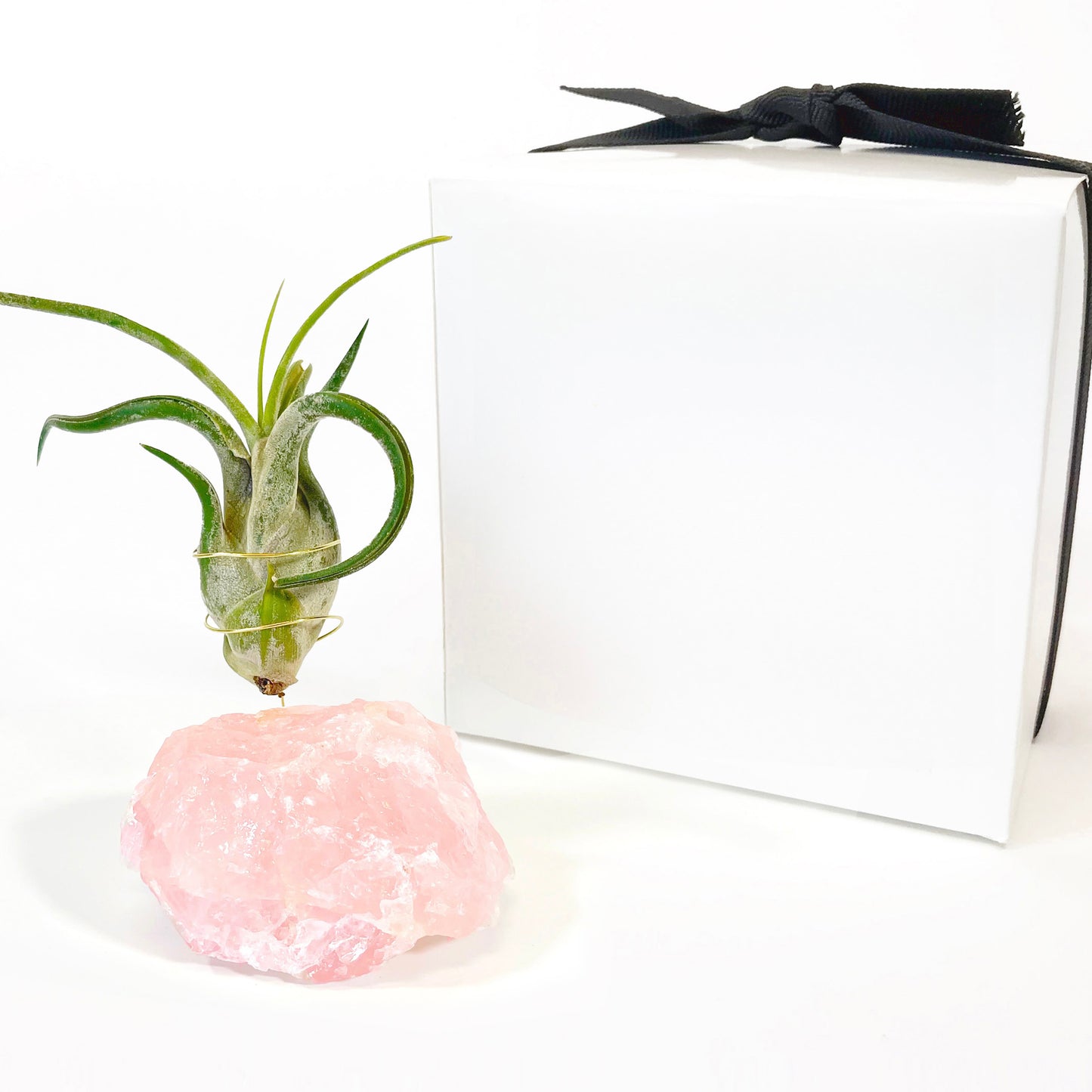Raw Rose Quartz Air Plant Holder (Tillandsia Caput Medusae)