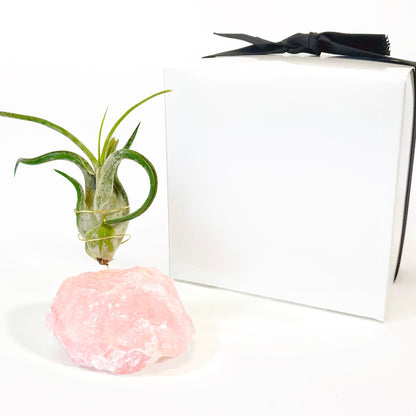 Raw Rose Quartz Air Plant Holder (Tillandsia Caput Medusae)