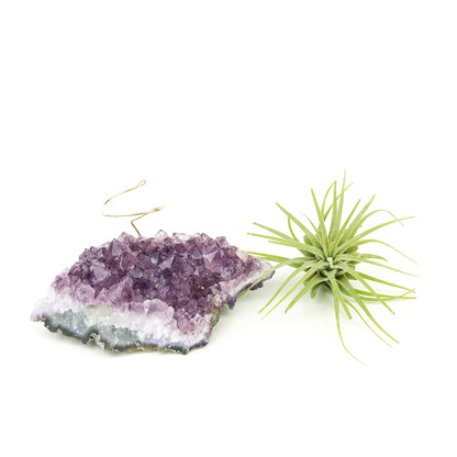 Amethyst Crystal Air Plant Holder Gift – Unique Thank You Gift Box with Live Air Plant