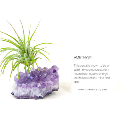 Amethyst Crystal Air Plant Holder Gift – Unique Thank You Gift Box with Live Air Plant