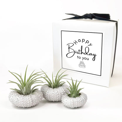 Unique Birthday Gift - Silver Metallic Sea Urchin Air Plant Holder (Set of 3)