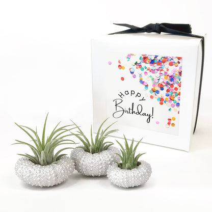 Unique Birthday Gift - Silver Metallic Sea Urchin Air Plant Holder (Set of 3)