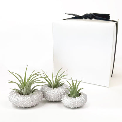 Unique Birthday Gift - Silver Metallic Sea Urchin Air Plant Holder (Set of 3)