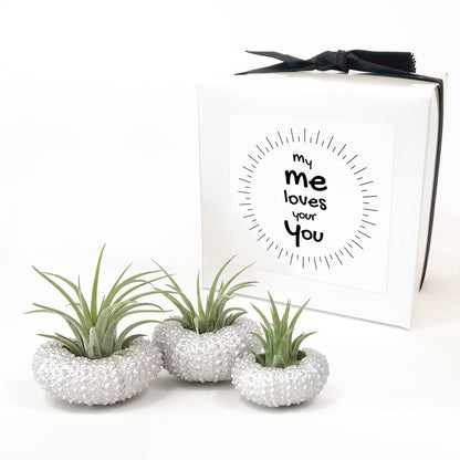 Silver Metallic Sea Urchin Air Plant Holder (Set of 3)