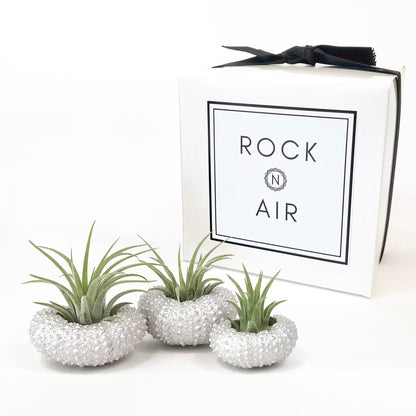 Unique Birthday Gift - Silver Metallic Sea Urchin Air Plant Holder (Set of 3)