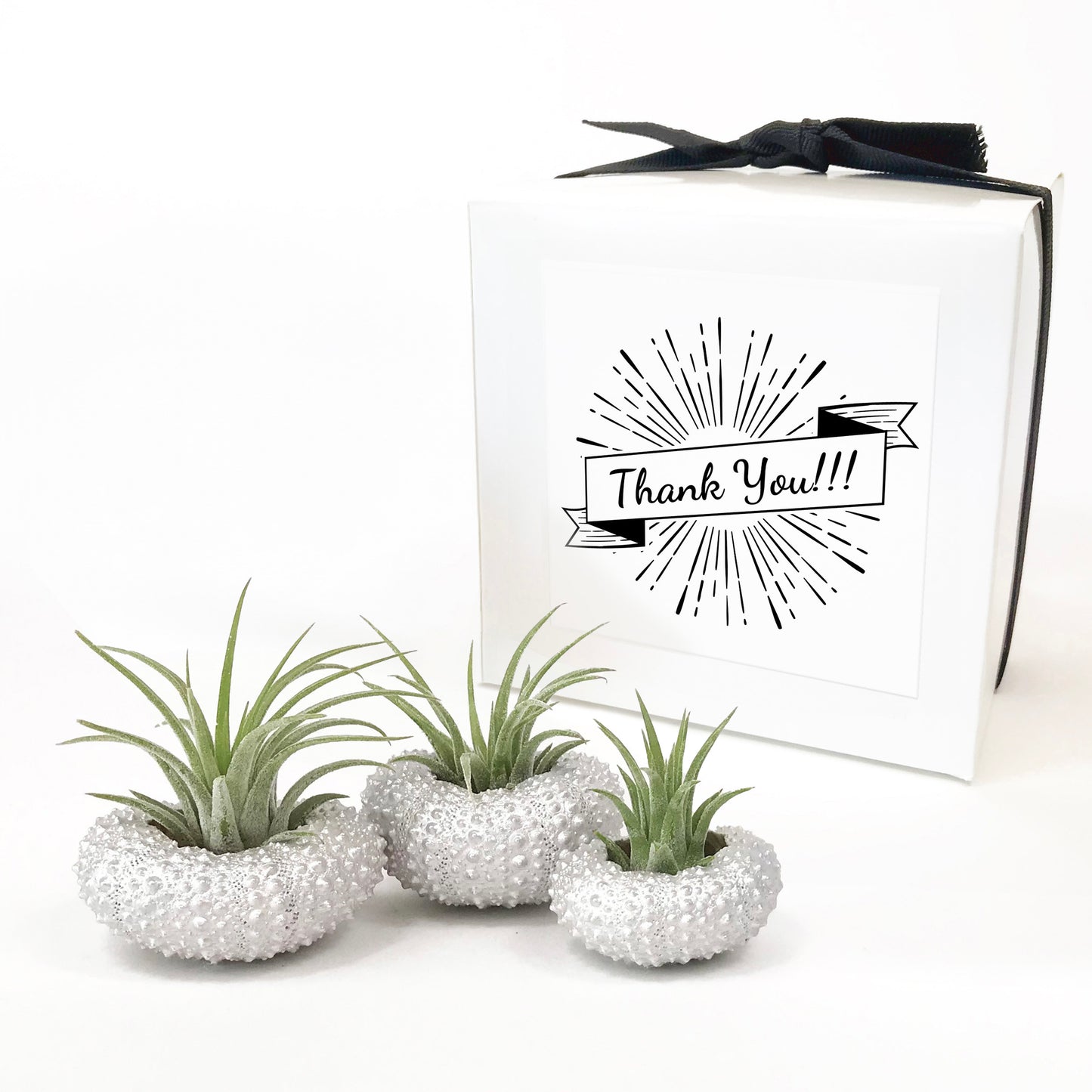 Silver Metallic Sea Urchin Air Plant Holder (Set of 3)