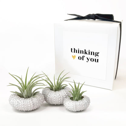 Silver Metallic Sea Urchin Air Plant Holder (Set of 3)