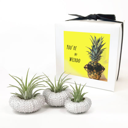 Silver Metallic Sea Urchin Air Plant Holder (Set of 3)