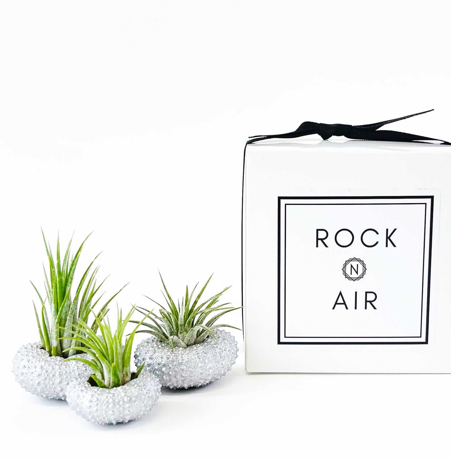 Silver Metallic Sea Urchin Air Plant Holder (Set of 3) - Includes Healthy Live Air Plants and Gift Box