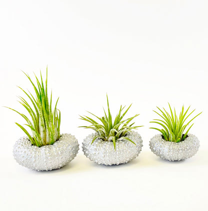 Silver Metallic Sea Urchin Air Plant Holder (Set of 3) - Includes Healthy Live Air Plants and Gift Box
